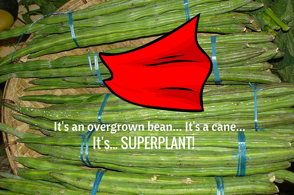 superplant.jpg
