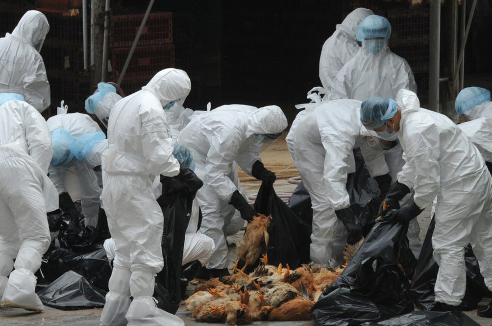 h5n6.png