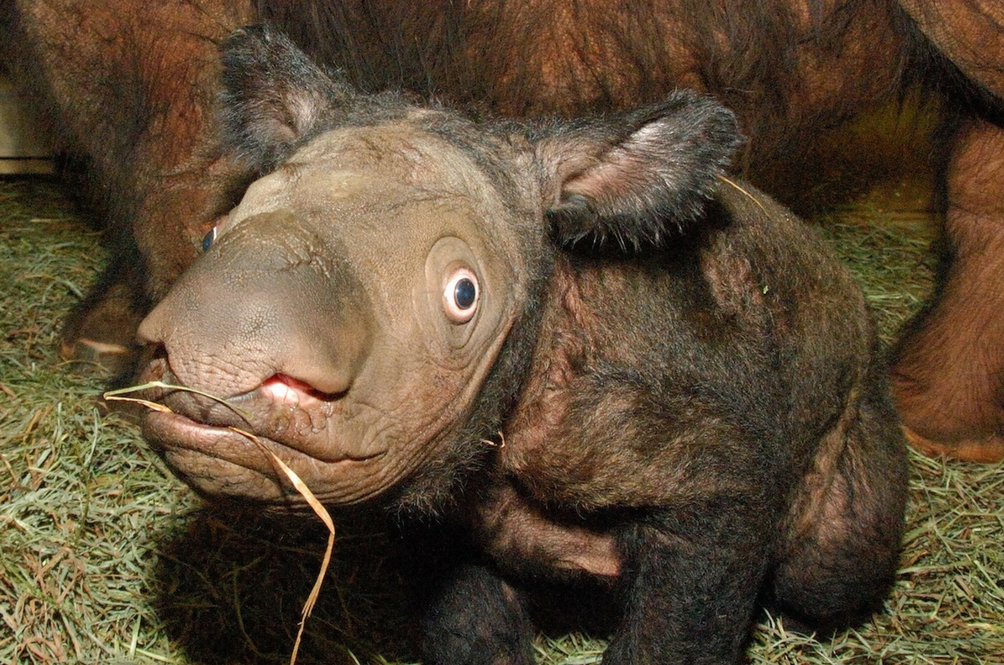 msian-animals-dying-off.jpg