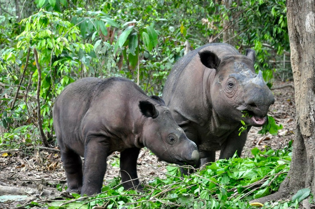 sumatran-rhino-may-still-be-roaming-sabah-rainforests.png