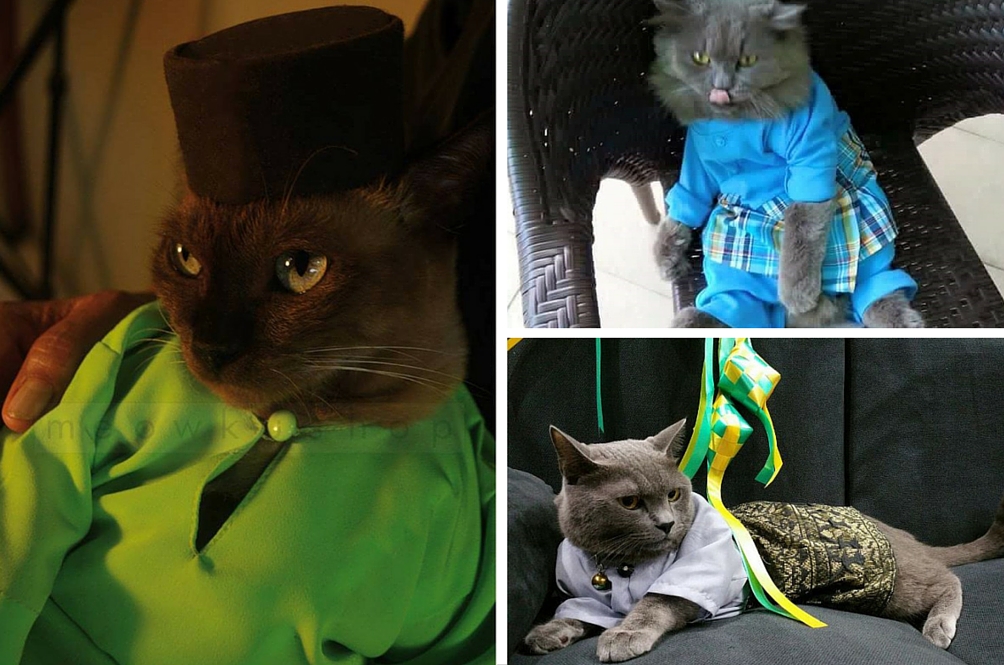 kucing-baju-melayu.jpg