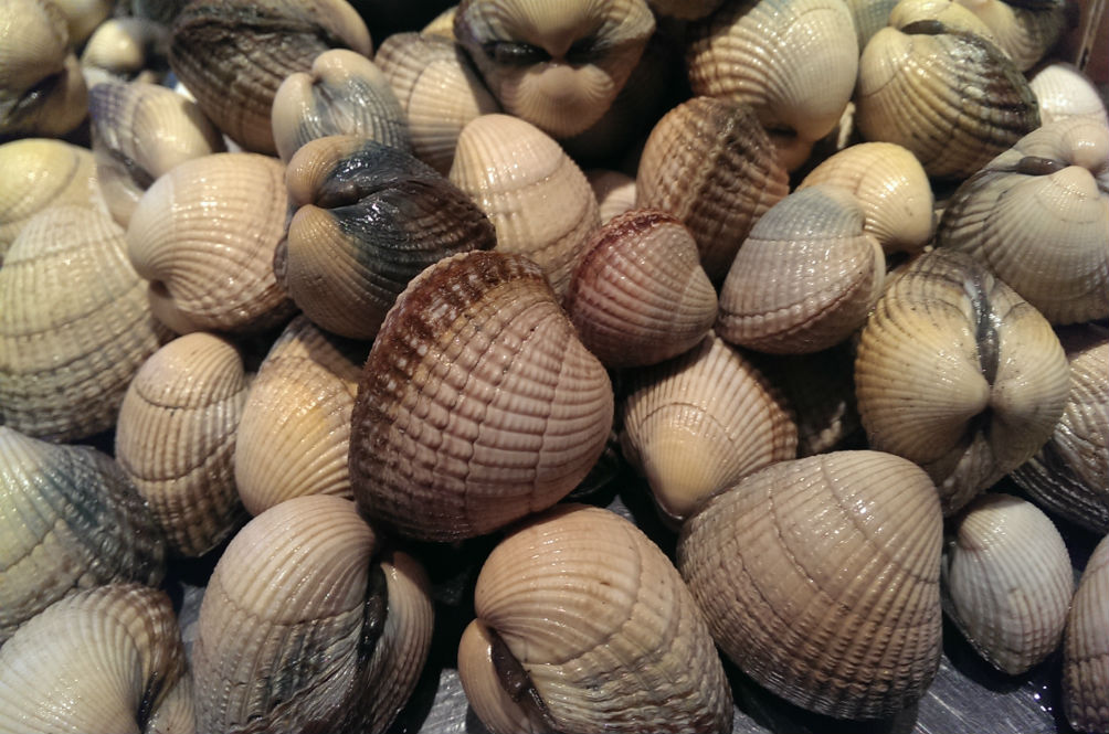 cockles-2.jpg