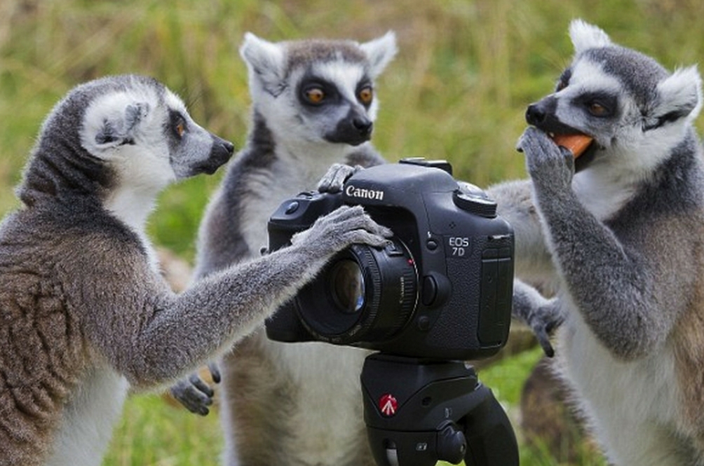 stare-at-cute-animals-all-day.jpg