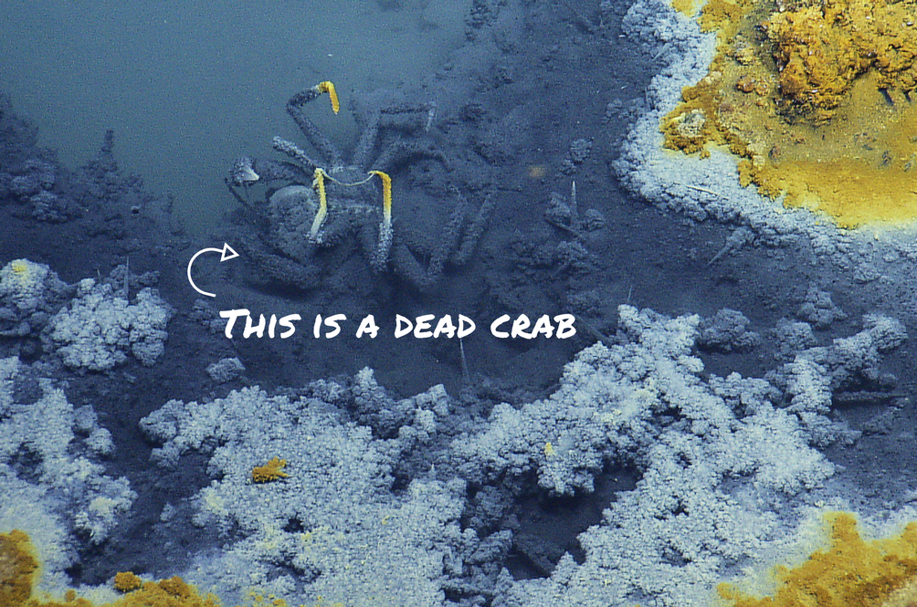 this-is-a-dead-crab.png