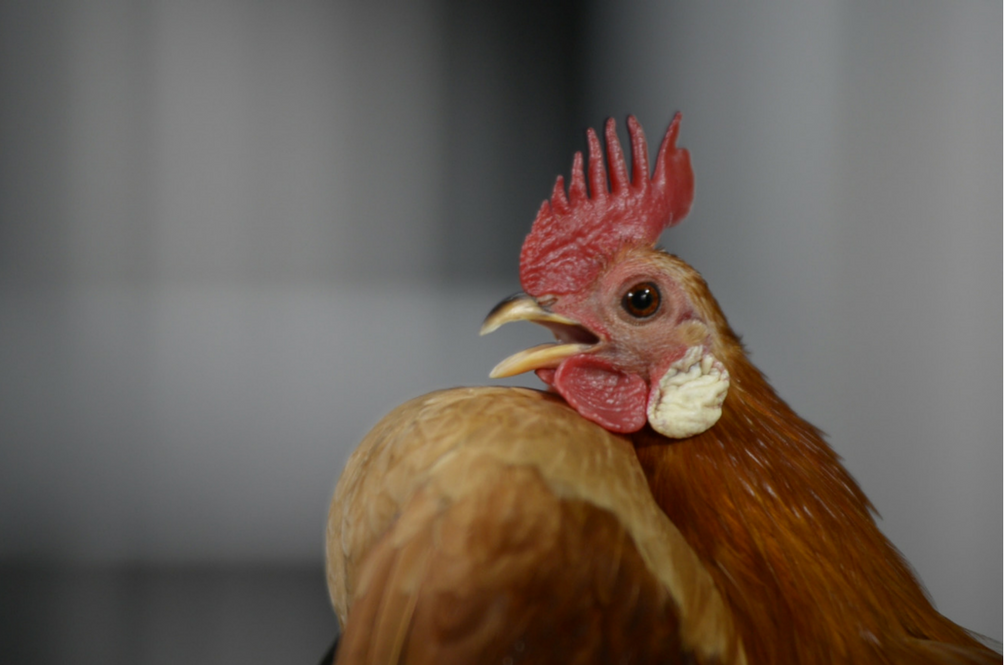 chicken-beauty-pageant-cover.png