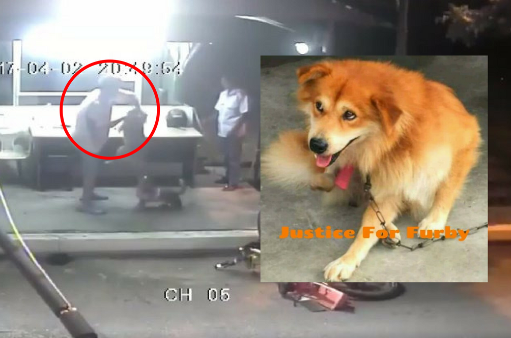 justice-for-furby-animal-cruelty-dvs-malaysia.png