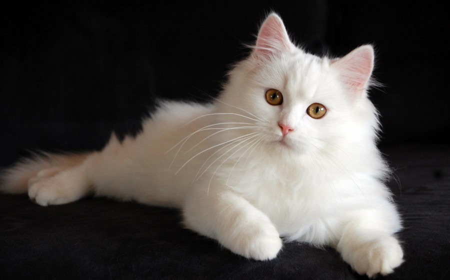 kucing.jpg