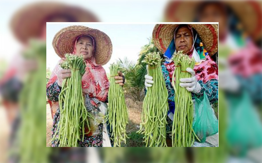 petani.jpg