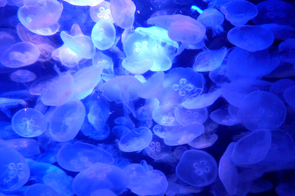 jellyfish.jpg