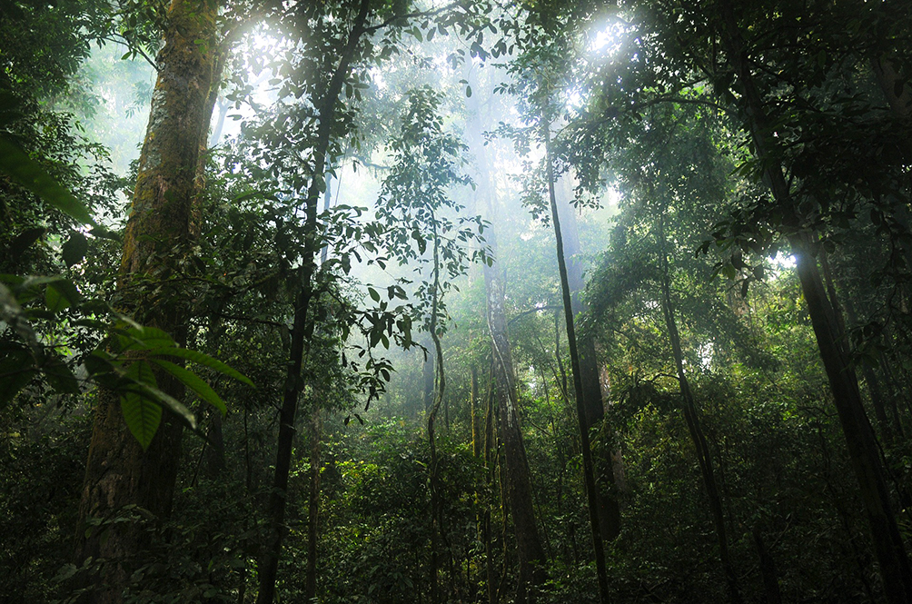 forest.jpg