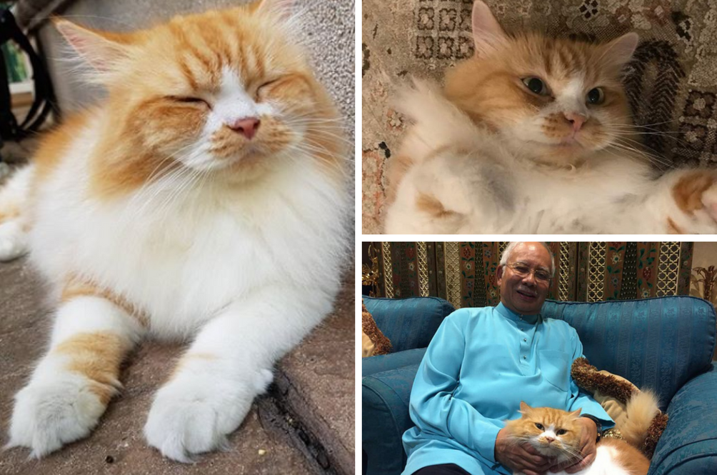 kikynajib.png