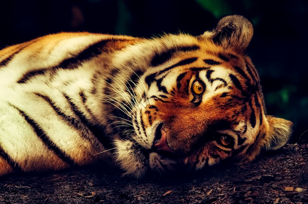 malaya-tiger.jpg