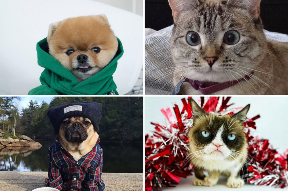 pets-of-instagram.png