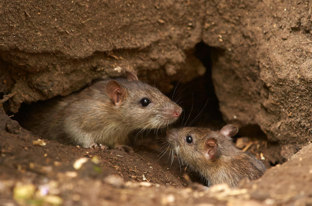 rats.png