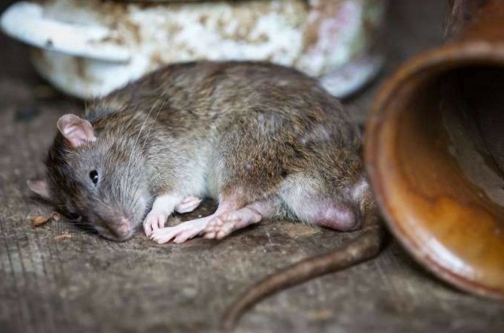 tikus1.jpg