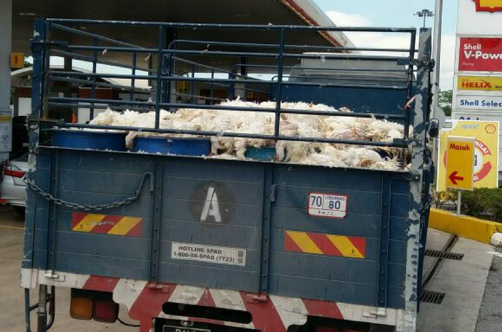 dead-chicken-lorry-facebook.png
