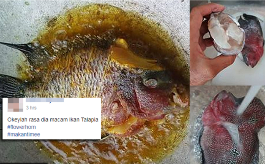 flowerhorn-header.jpg