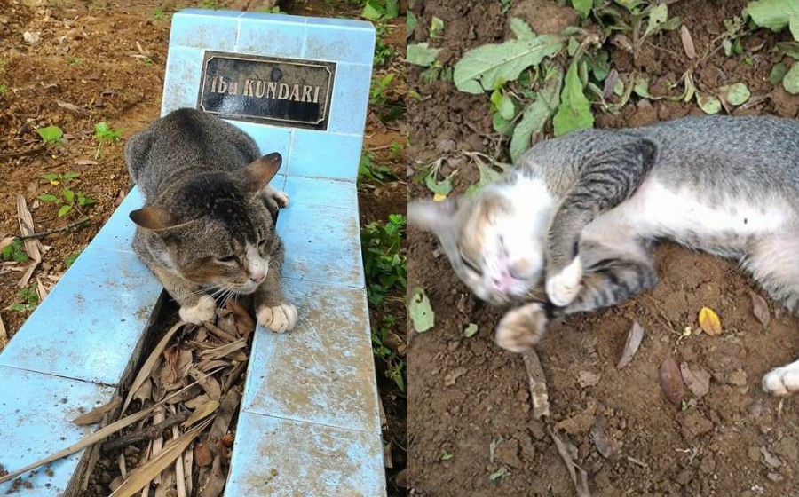 kuburkucing.jpg