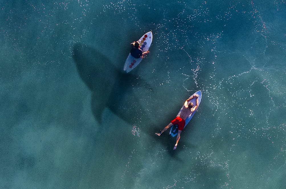 sharks_1.jpg