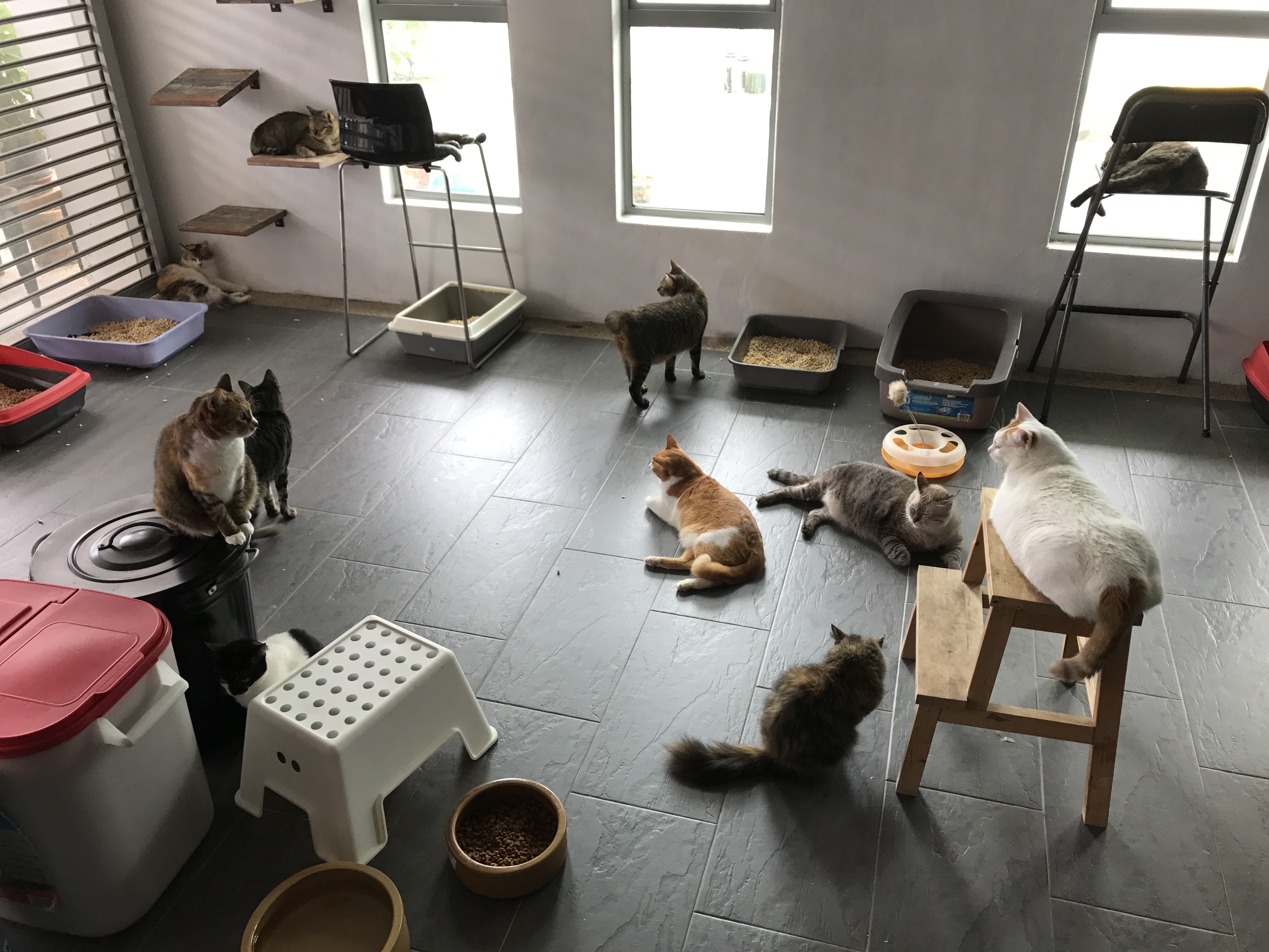 Rojak Daily/Syamil Cats enjoying their lazy time.
