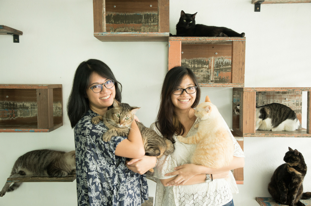 80cats.png