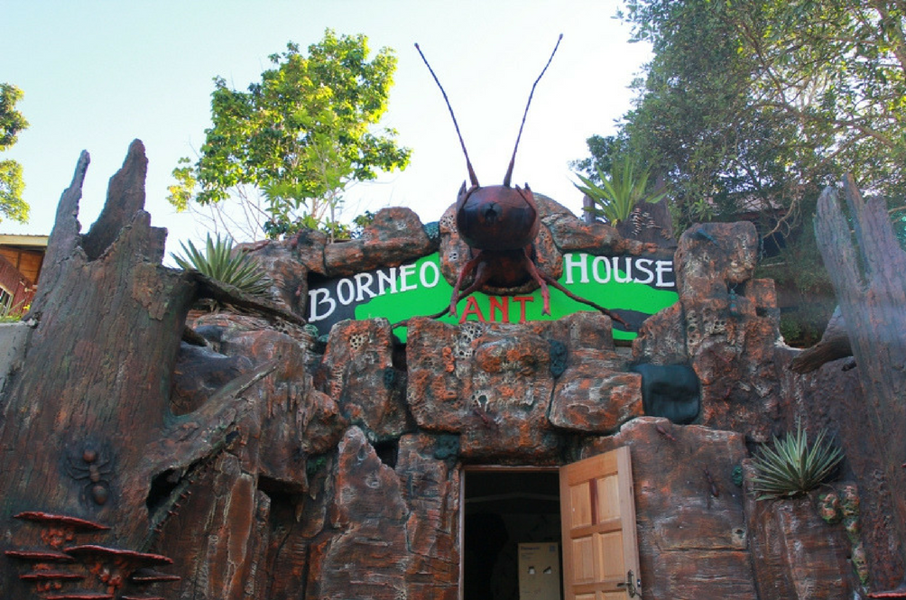 borneo-ant-house.png