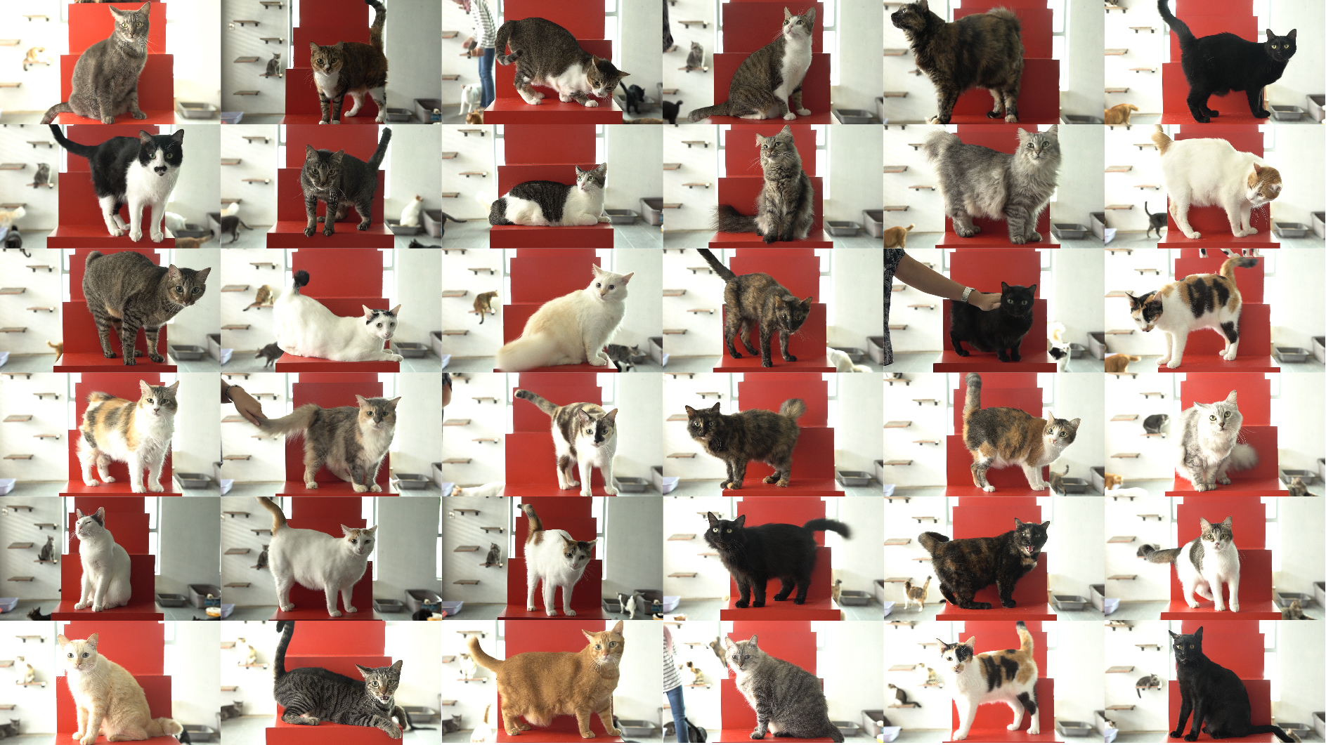 Rojak Daily/Syamil Some of the 80 cats that Natasha and Natalia's family is looking after.
