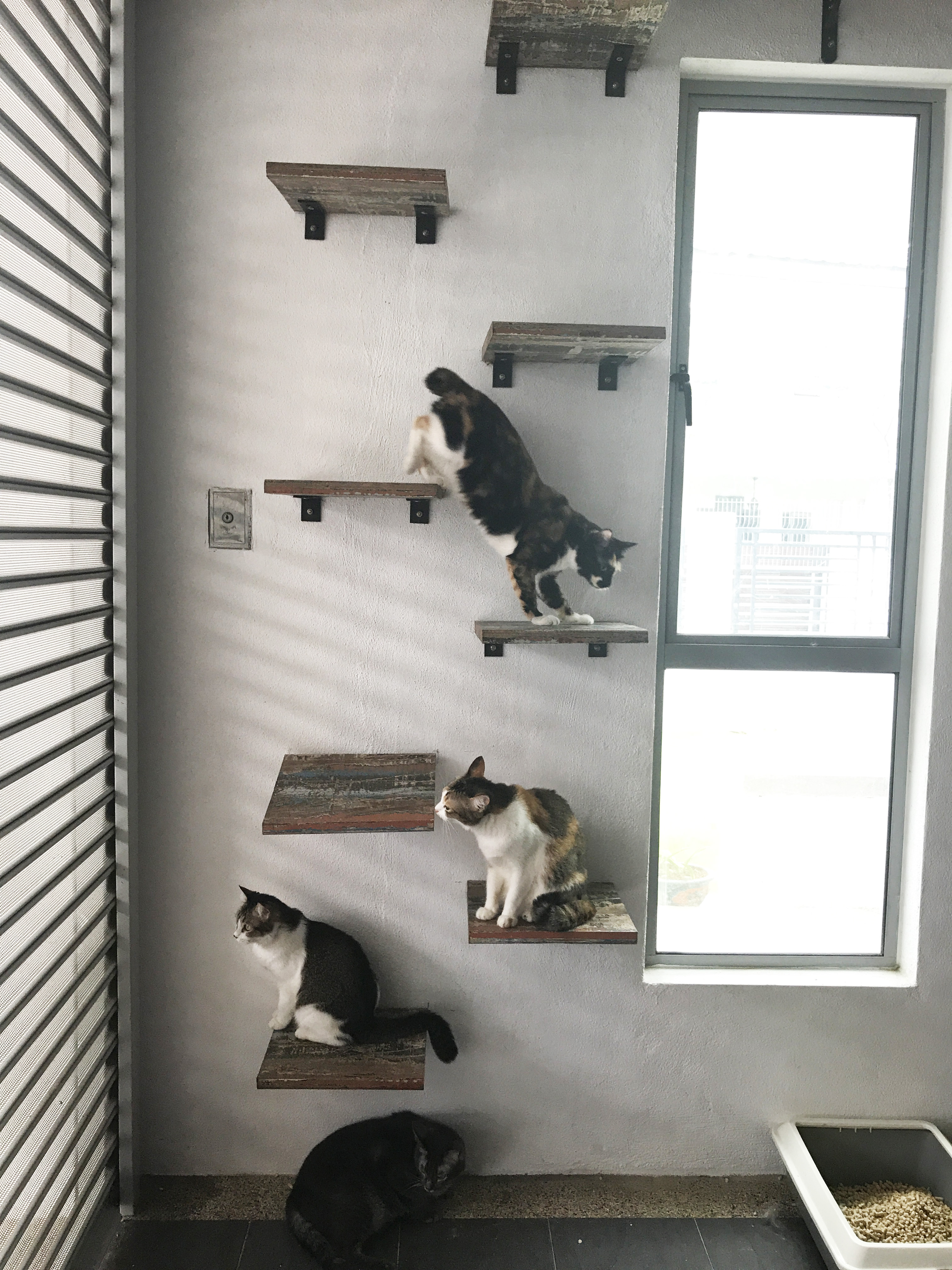 Rojak Daily/Iylia The cats enjoy the ample space and platforms they can use to play.