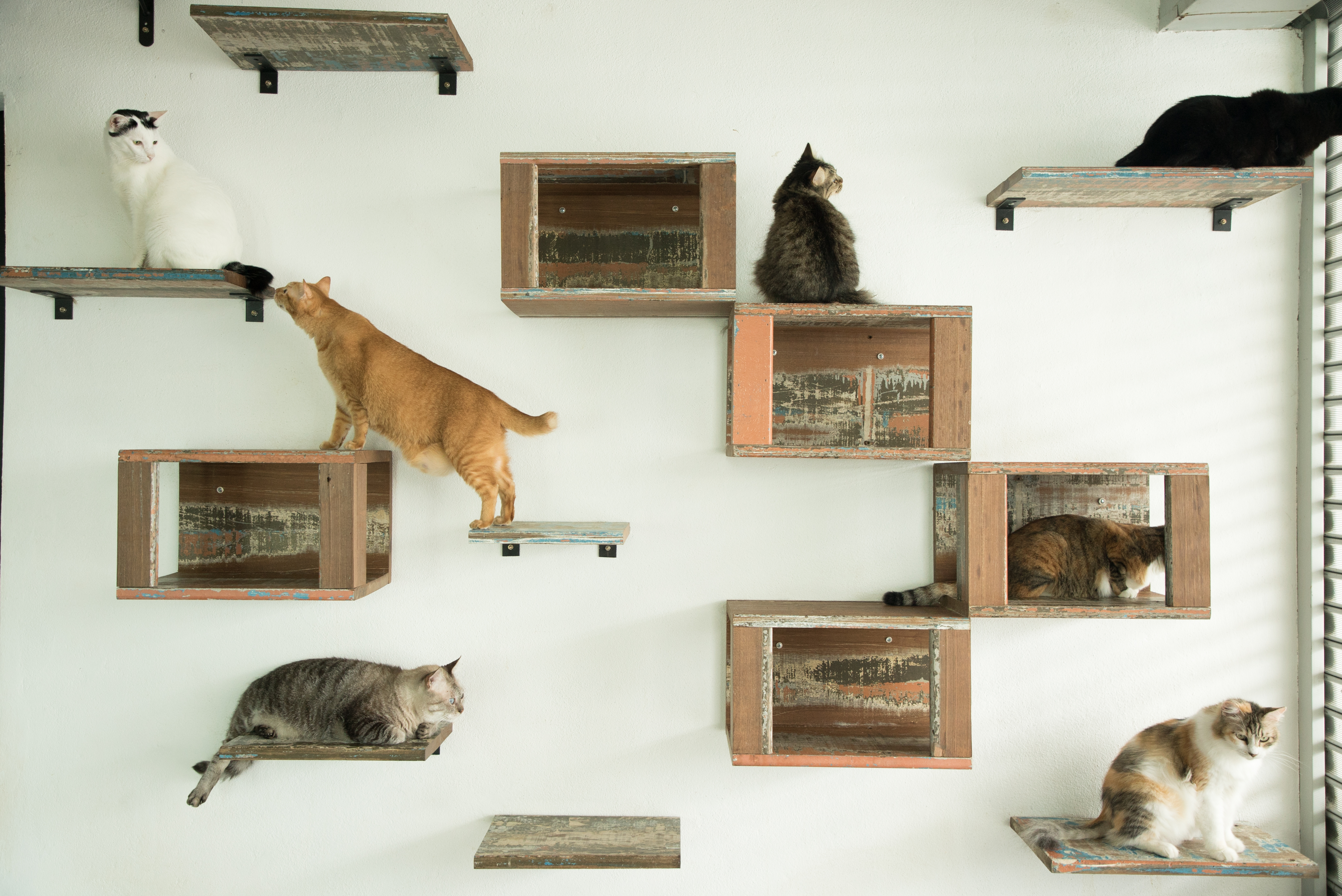 Rojak Daily/Syamil The cats enjoying their time playing around the platforms.