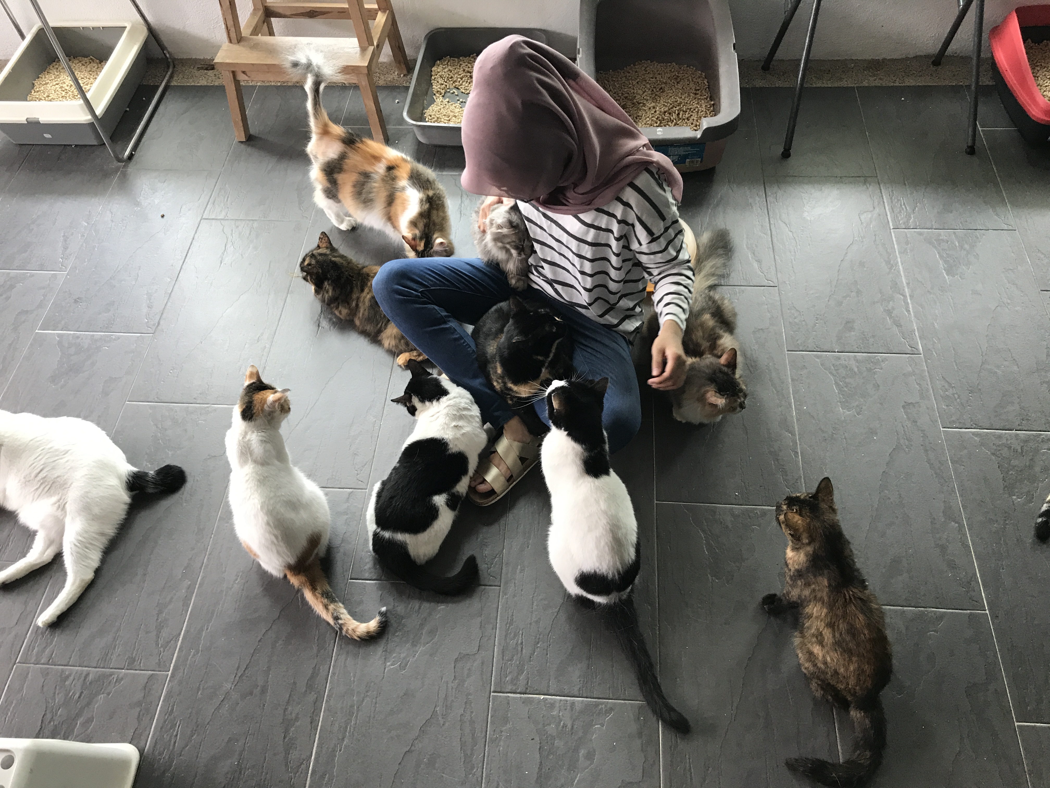 Rojak Daily/Iylia Our writer received a very warm and fuzzy welcome from the cats.