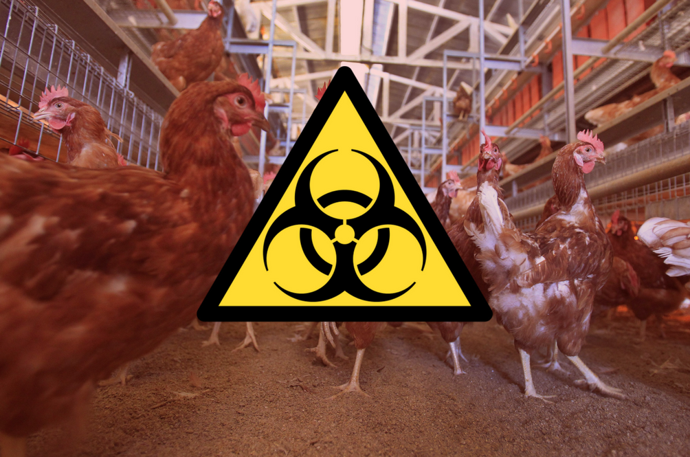 h5n1-malaysia-avian-flu-kelantan-(1).png