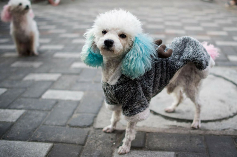 shanghai-stylish-dogs-afp.png
