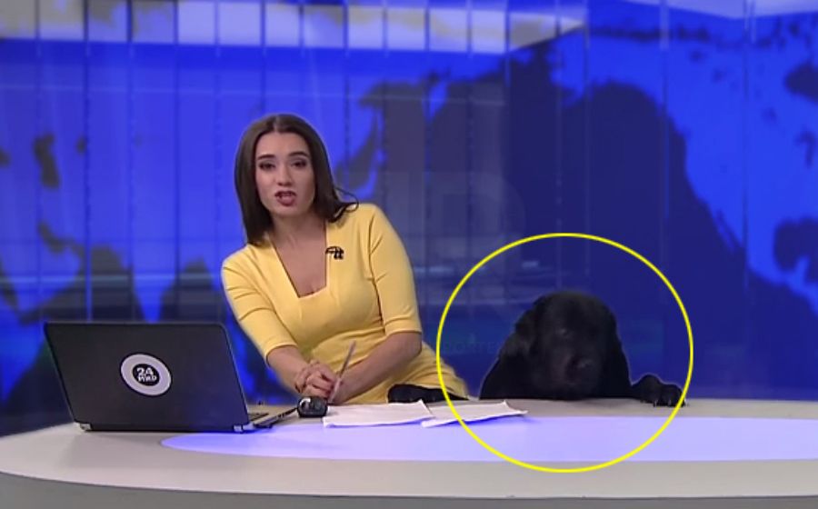 anjing-berita-header.jpg