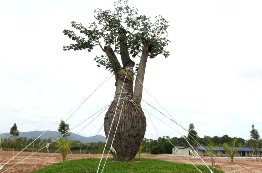 brazilian-tree-(1).jpg