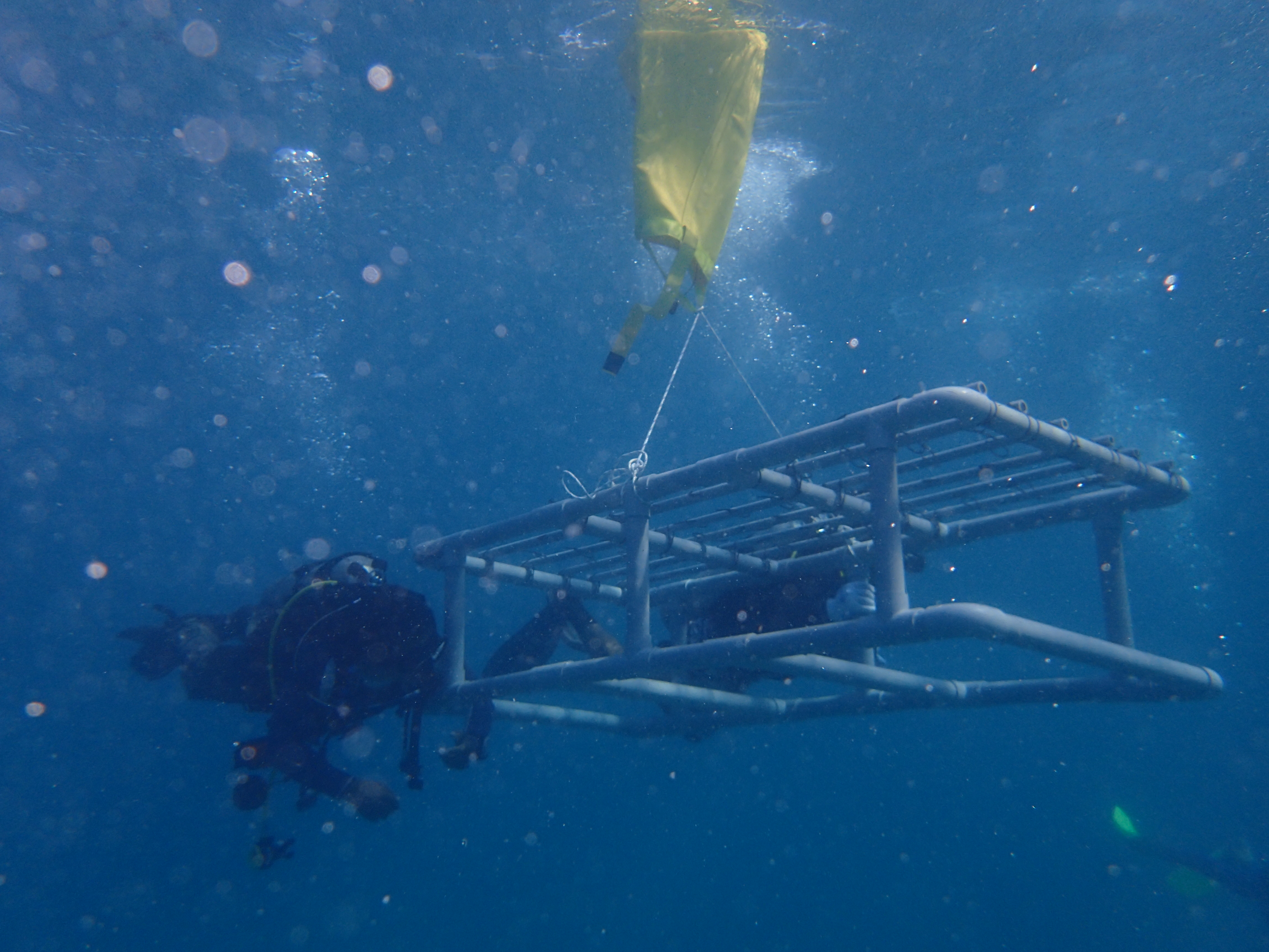 Care Luxury Hotels & Resorts Experienced and newbie divers bringing the coral frame down to the seabed.