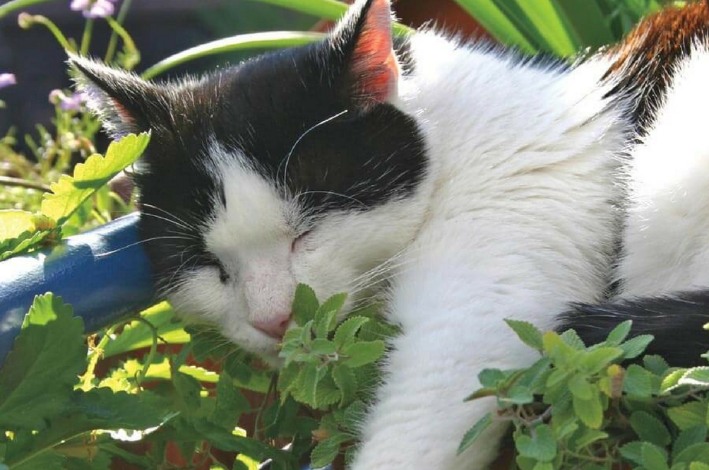 catnip3.jpg