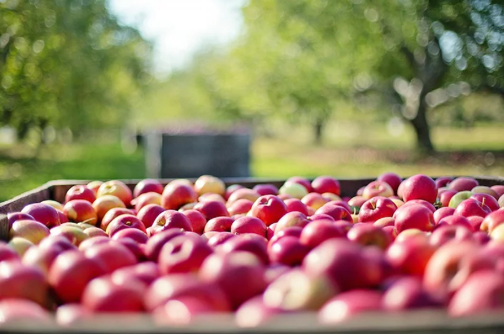 fruit-picking-australia.png