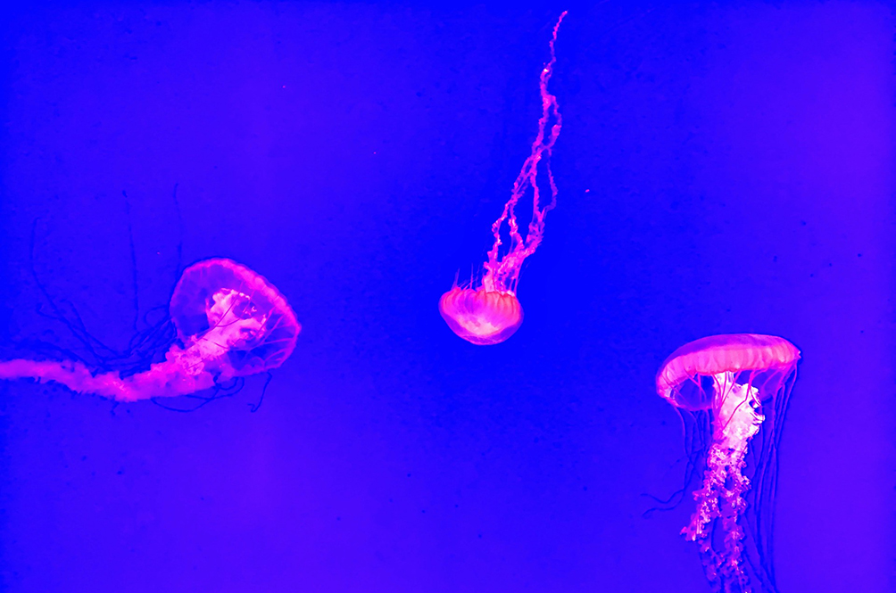 jellyfish.jpg