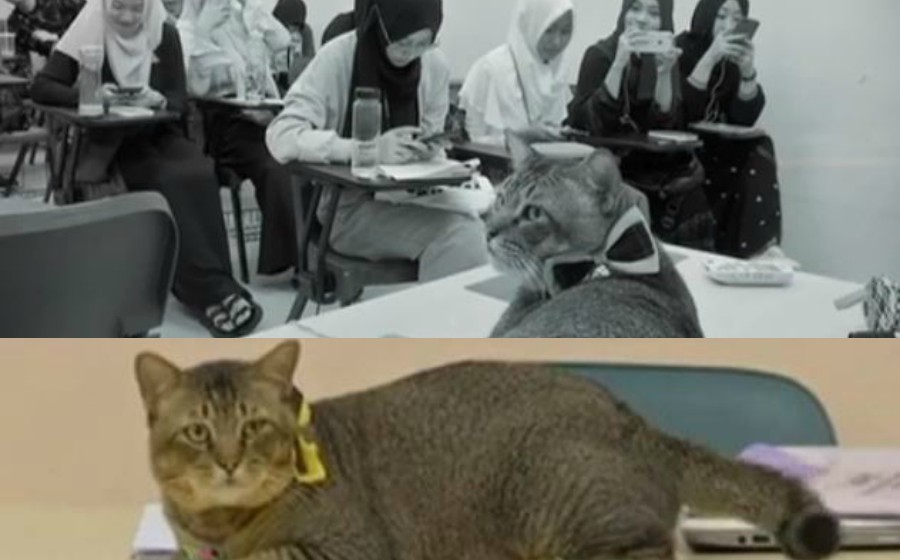labunkucing.jpg