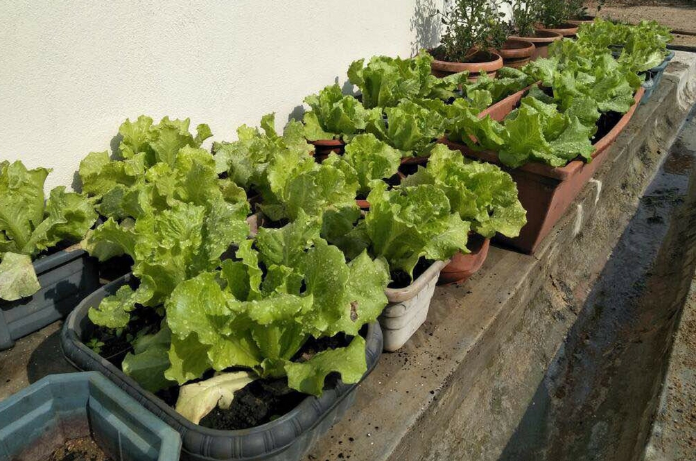 sayur6-(1).jpg