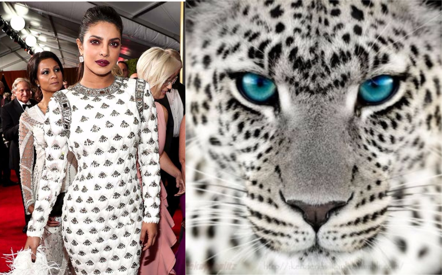 priyanka-leopard-header.jpg