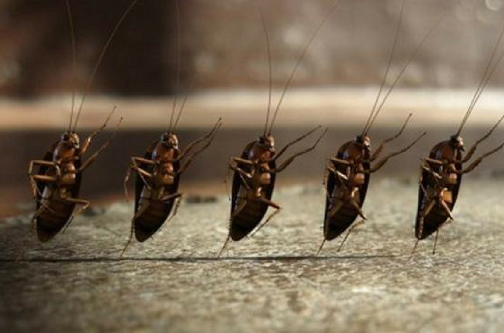 cockroach-farm.png