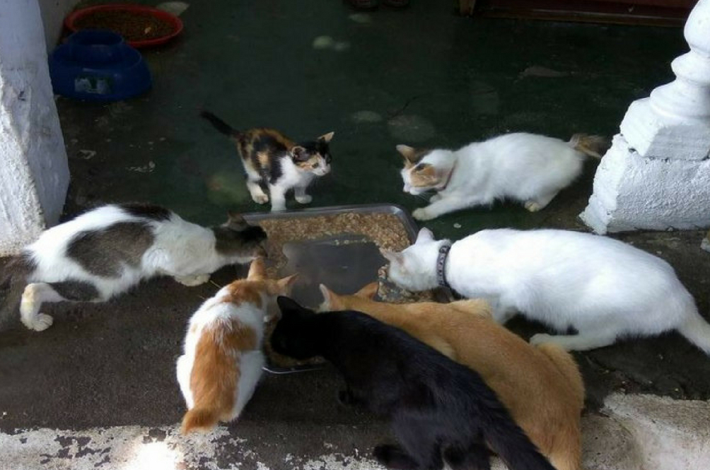 cats.jpg