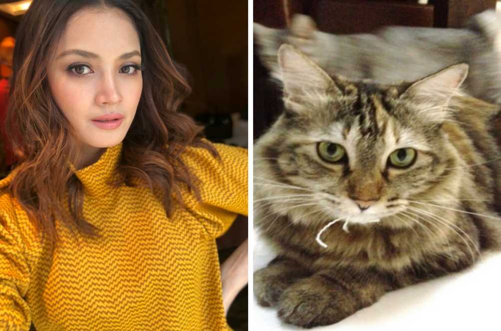 cat-fazura-01.jpg