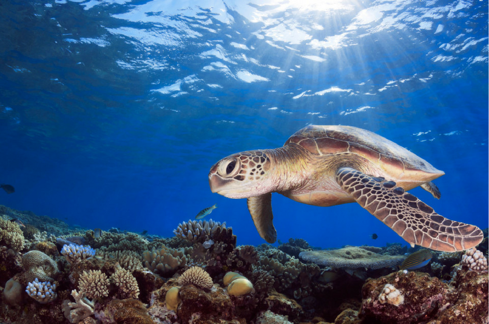 green-sea-turtle.png