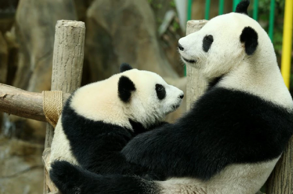 panda.png