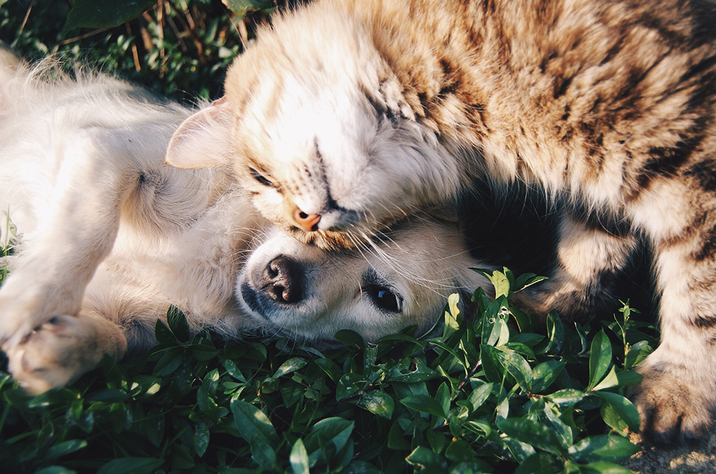 pets.jpg