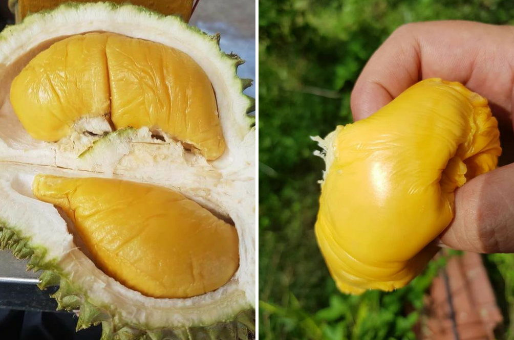 durian8.jpg
