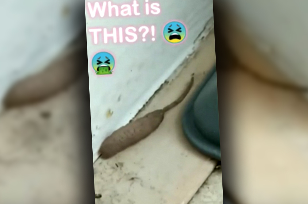 maggot.jpg