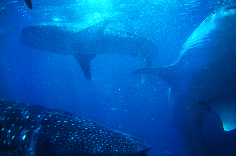 sharks.jpg